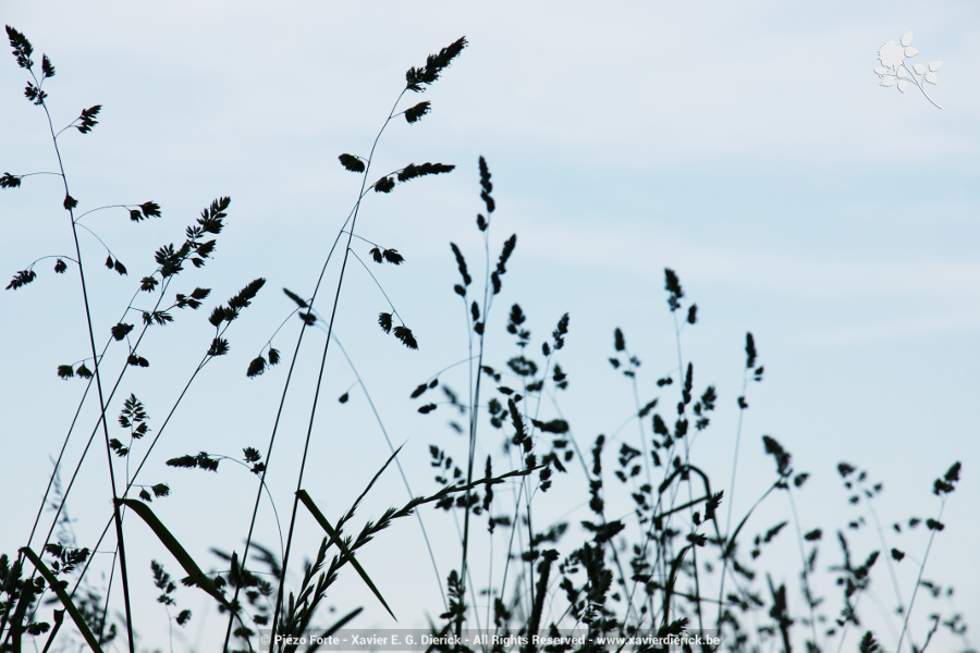 Reeds, par Xavier E. G. Dierick
